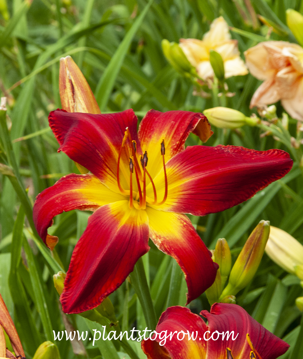'All American Chief' Daylily